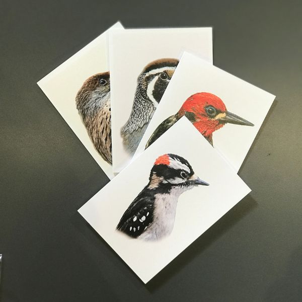 Bird Portraits - 4 card set
